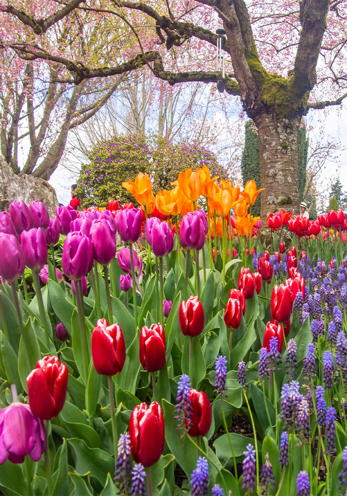 tulips and grape hyacinths under a tree